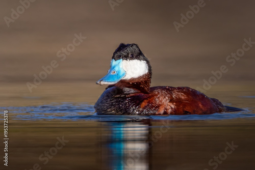 Ruddy Duck