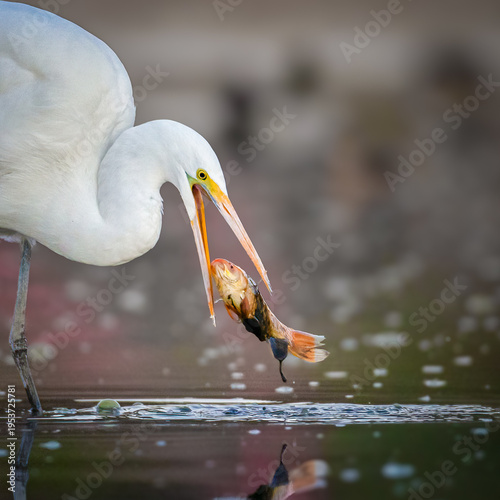 Obraz na płótnie Great Egret and the fish