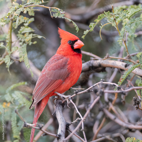 Tableau sur toile Northern Cardinal