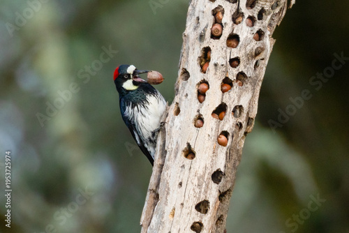 Acorn Woodpecker