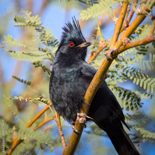Phainopepla - Male