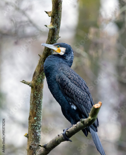 A great cormorant rests on a branch near a lake,  Phalacrocorax carbo