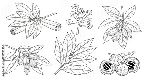 Botanical sketch of assorted leaves with seed pods and branches in line drawings.