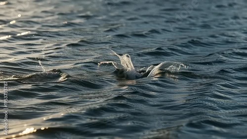 Dolphin swimming in ocean waves sunlight.