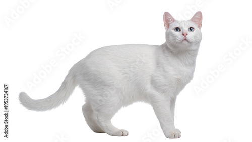 Photos Elegant pure white cat with captivating blue eyes, standing gracefully in a side
