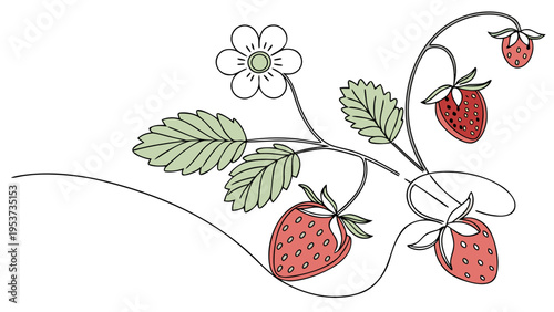 Delicate illustration of a strawberry plant with ripe fruit and a single blossom