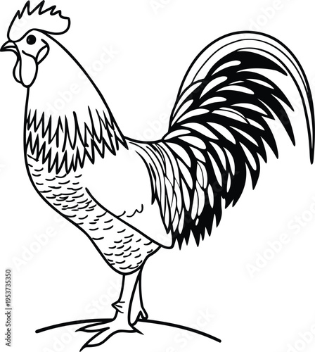 An isolated vector illustration of a black cockerel silhouette and a white feathered rooster creates a stylized farm animal sketch of this poultry bird