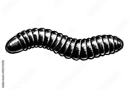 Black and white sketch of a segmented worm or grub with a textured, hand-drawn style