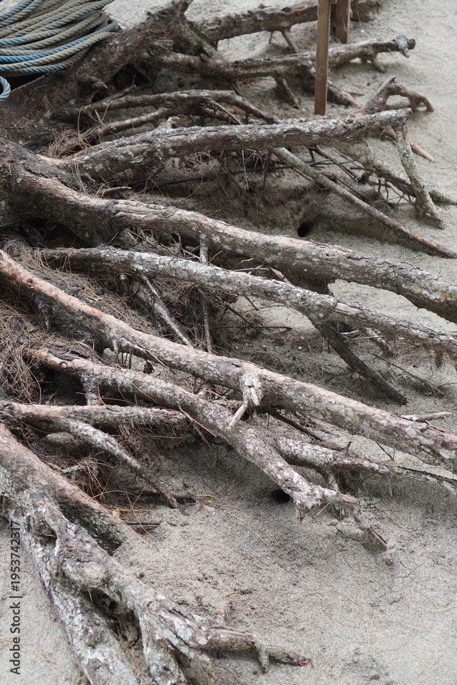 Fototapeta premium Exposed Weathered Tree Roots on Sand in a Coastal Area