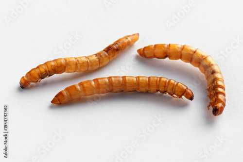 Close-up of three dried mealworms on a clean white background, ideal for food, agriculture, and educational concepts.