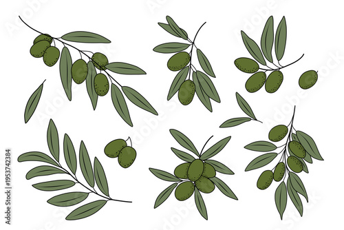 Olive branches collection isolated on white background. Botanical foliage set for packaging, branding, patterns and Mediterranean food design.