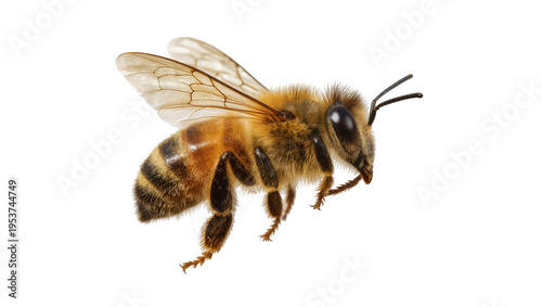 Foto Detailed honey bee in flight, isolated on a clean background, showcasing its fur