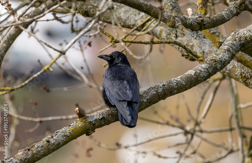 A black common raven sits on a tree branch, Corvus corax