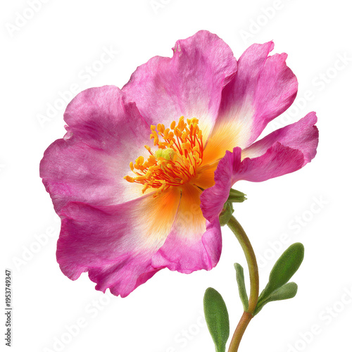 Pink flower with yellow center on white background during bright daylight hours