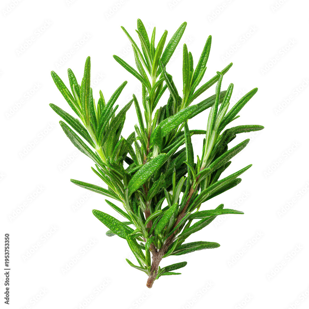 Fototapeta premium Fresh rosemary herb displayed on a white background with detailed green leaves and stems for cooking or garnish use