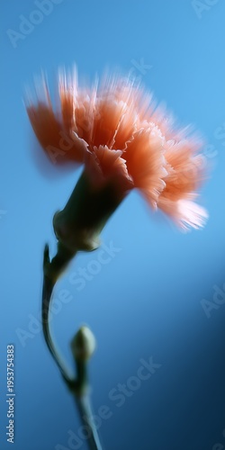 Soft focus image of an orange flower with a blue sky backdrop, creating a dreamy and serene aesthetic.