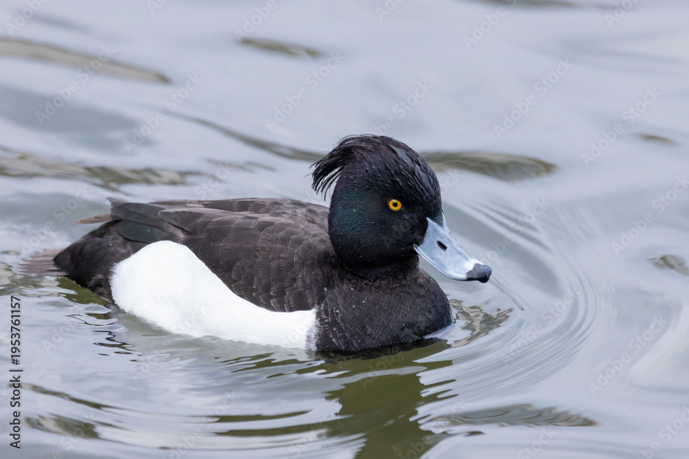 Fototapeta premium Tufted duck on the surface of the water, Aythya fuligula