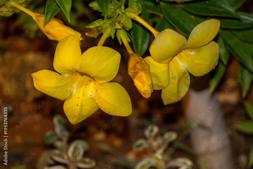 Fototapeta premium yellow flowers