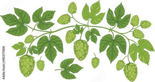 Fresh green hops on the vine vector illustration featuring detailed leaves and cones for craft brewery and beer production.