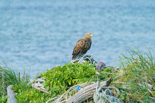 北海道野付半島の海岸に立つオジロワシ 力強い野生の猛禽類