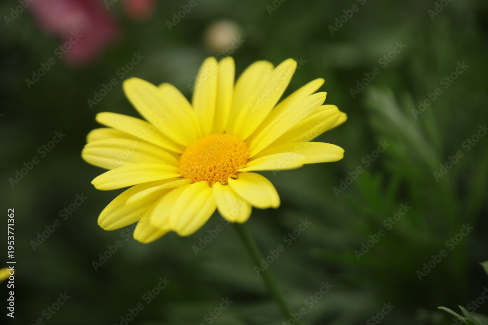 Fototapeta premium Yellow Marguerite Daisy