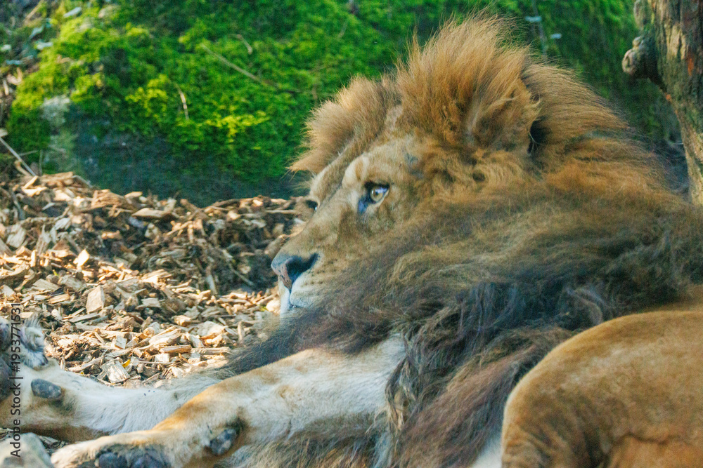 Obraz premium lion