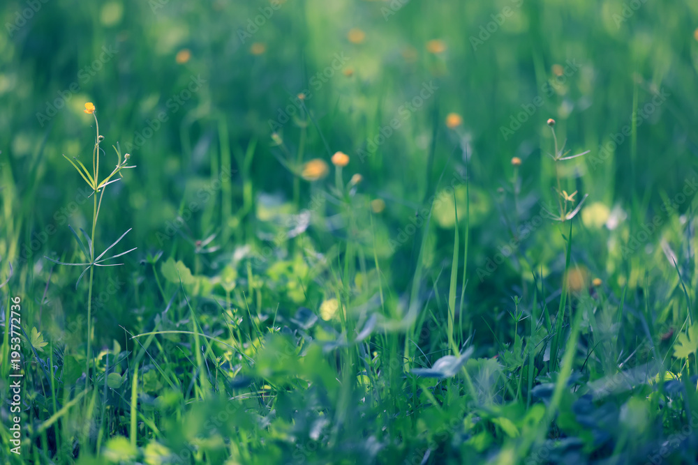 Obraz premium background of fresh green grass, nature in the field
