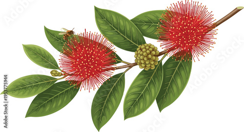 Red powderpuff tree flowers with green leaves and bee red flowers