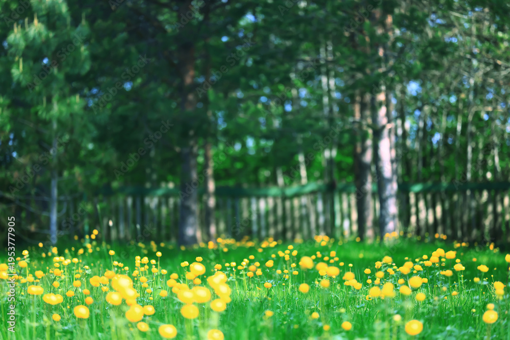 Fototapeta premium yellow spring flowers, buttercups, wild wildflowers in the field, abstract nature background