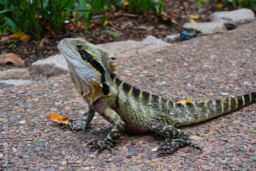 Alert eastern water dragon with detailed scales on pathway in tropical garden