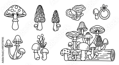 A variety of different mushroom types.