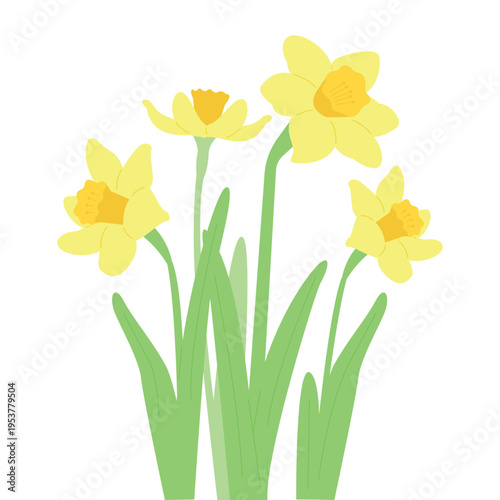 Vector illustration of yellow narcissus daffodil flowers growing in different heights. Flat botanical design for spring garden borders and seasonal floral decorations isolated on white.