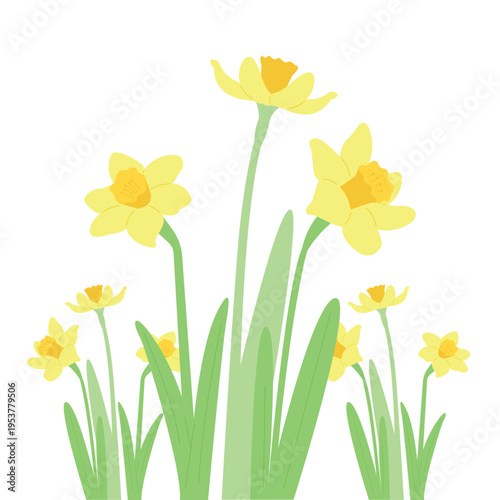 Vector illustration of a group of yellow narcissus daffodil flowers isolated on white. Flat floral design element for spring seasonal decorations and botanical projects.