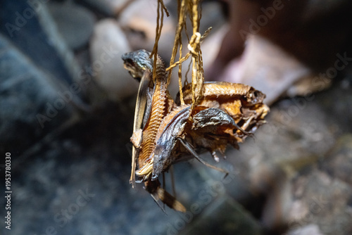 Εκτύπωση καμβά Lanyu, Taiwan: Traditional dried flying fish hanging from the smoke-blackened wooden beams inside a Tao underground house