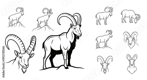 Detailed illustration of a bighorn sheep.