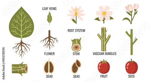 Detailed plant anatomy and its parts.