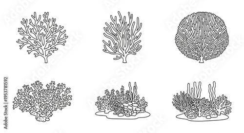 Detailed illustrations of various coral reef.