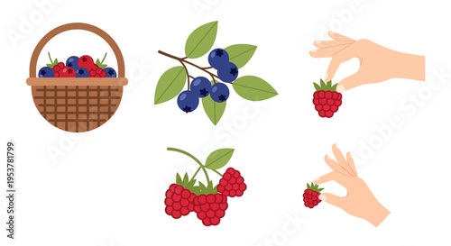 Fresh raspberries and blueberries in basket.