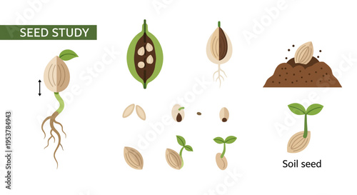 Seed germination growth stages illustration.