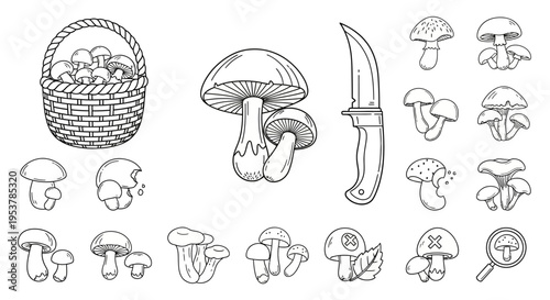 Various types of mushrooms illustrated.