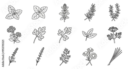 Various types of leafy green plants.