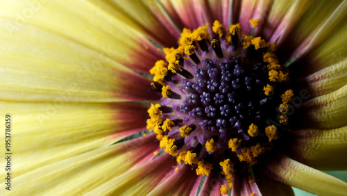 Blooming osteospermum reveals vibrant colors and intricate patterns