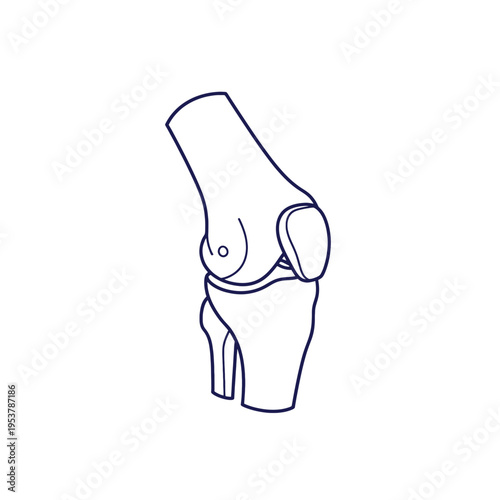 Human Knee Joint Anatomy Illustration Medical Diagram Healthcare Education Science Biology Vector Graphic Design Isolated White Background