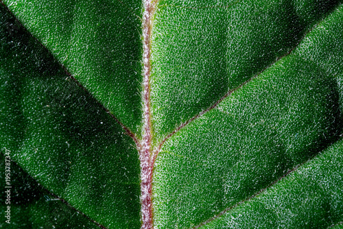 Vibrant Gloxinia leaf showing intricate texture in morning light