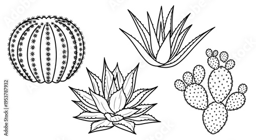 Collection of Desert Plants: Cactus, Aloe Vera, Succulents - Line Art Illustration