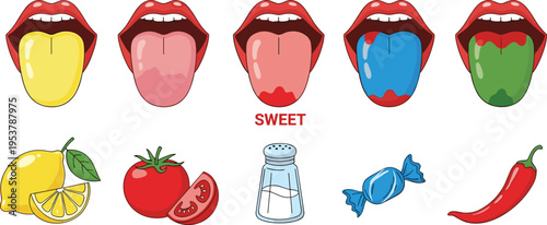 Taste zones on tongue diagram with sweet sour salty and bitter flavors isolated on white background educational vector illustration set
