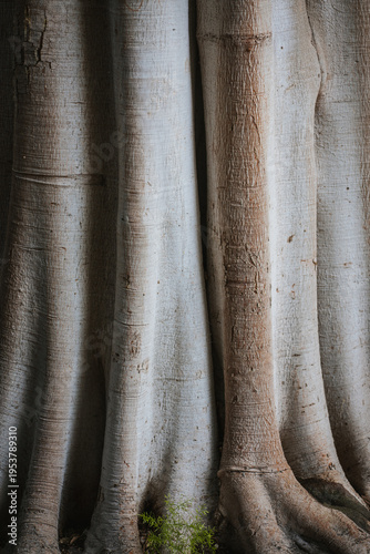 Detailed closeup of a massive smooth tree trunk with sculptural roots and subtle light, creating an abstract natural background texture for nature, wellness, or eco design projects.