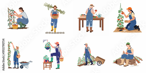 A collection of flat illustrations showing various people engaged in gardening and harvesting tomatoes, including planting, picking, and carrying produce.