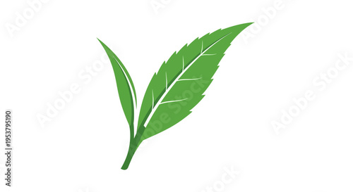 Green leaf with pointed tip.