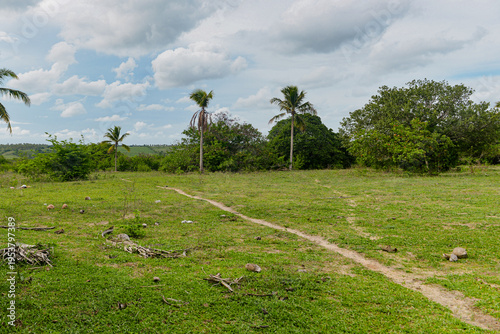 open green field with scattered palm trees under cloudy sky, scenic rural landscape with dirt path and tropical vegetation, panoramic view of countryside property with coconut palms, peaceful meadow i